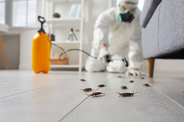 Commercial Kitchen Cockroach Control in Texanna
